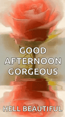 Good Afternoon Sparkles GIF