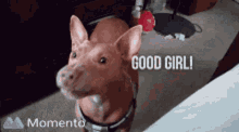 Dog Good Girl GIF - Dog Good Girl Good Job GIFs
