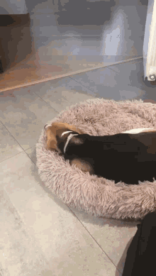 beagle mochidog