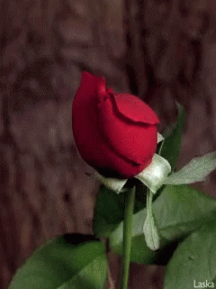 Rose Bloom GIF - Rose Bloom For You GIFs