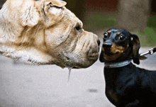 a bulldog and a dachshund sniffing each other on a leash