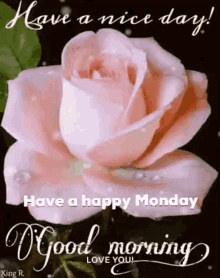 monday happy monday good morning rose butterflies