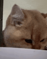 Floreyonce Cat GIF - Floreyonce Cat Wow GIFs