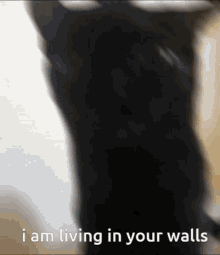 cat is living in your walls