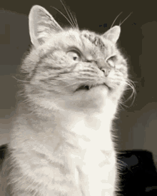 Angry Cat GIF - Angry Cat Weird GIFs