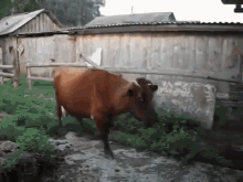 I'Ll Just Let Myself In... GIF - Cow Smart Trick GIFs