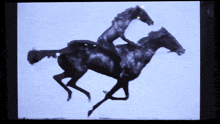 Bojangles The Horse Riding Horse GIF - Bojangles The Horse Riding Horse GIFs