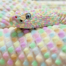 Snake Pastel GIF - Snake Pastel Rainbow GIFs