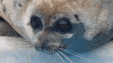 a close up of a seal 's face with a blue background