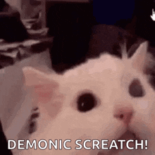 Cat Screaming Cat GIF - Cat Screaming Cat Scream GIFs