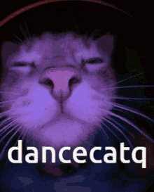 Dancecatq GIF - Dancecatq GIFs