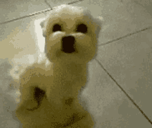 Fake Smile Dog GIF - Fake Smile Dog White Dog GIFs