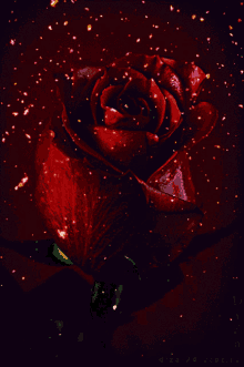 rose sparkle dust red rose