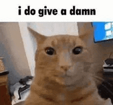 Cat I Dont Give A Dam GIF - Cat I Dont Give A Dam GIFs