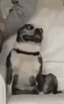 a dog is sitting on a couch with its mouth open and looking at the camera .