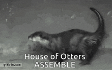 a black and white photo of an otter with the words house of otters assemble on the bottom