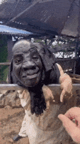 a man with a monkey 's head looks over a metal fence