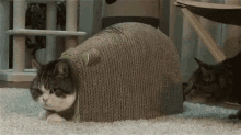 Cats What Are You Doing GIF