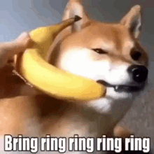 Bananas Banana Phone GIF - Bananas Banana Phone Doge GIFs