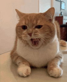 Cat Yawn GIF