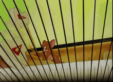 Tom And Jerry Piano GIF