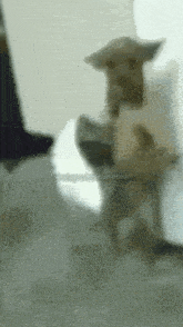 a blurred image of a dog wearing a hat and a cowboy hat