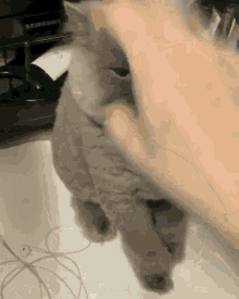 a person is petting a gray cat in front of a samsung device