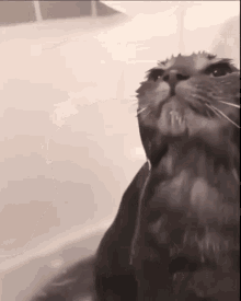 Cat In Shower Shower GIF - Cat In Shower Shower Rafa Deu Rage GIFs