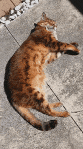 a cat is laying on its back on the sidewalk