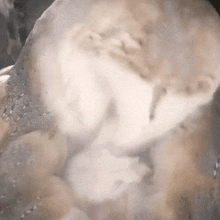 The Owl Is Cleaning The Owlet Barn Owl GIF