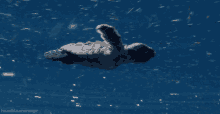 Baby Turtle Swimming GIF