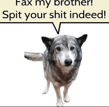 a dog with a speech bubble that says " fax my brother "
