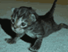 GIF