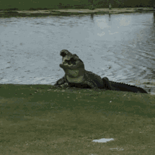 crocodile eating fish