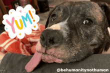 Yes Funny GIF - Yes Funny Dog GIFs