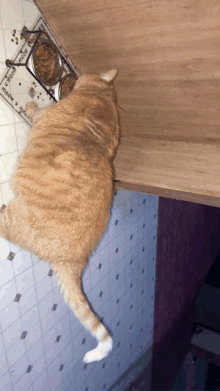 Cat Cat Fat GIF - Cat Cat Fat Fat Cat GIFs