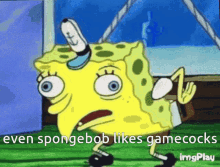 gamecock spongebob