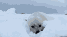 Cute Seal GIF - Cute Seal Snow GIFs