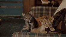 Baby Animals The Wolf And The Lion GIF