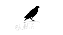 Vorterix Vorterix Bahia GIF - Vorterix Vorterix Bahia Blackbird GIFs
