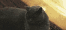 Cat What GIF - Cat What You Called Me GIFs