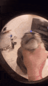 a cat is looking through a magnifying glass .