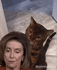 Nancy Pelosi Cat GIF - Nancy Pelosi Cat GIFs