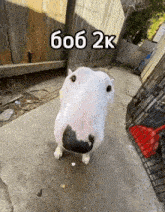 a white dog with a black nose is standing on a sidewalk next to a fence and a red shovel ..