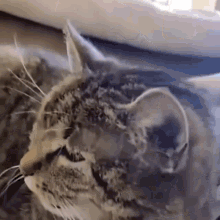 Fun Pet Pet Fun GIF - Fun Pet Pet Fun Cat Sneeze GIFs