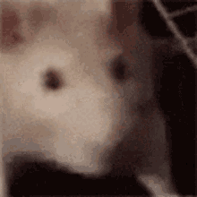 Mouse Hell GIF - Mouse Hell To GIFs