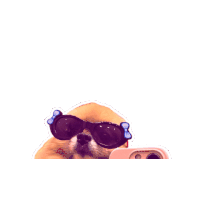 Selfie Dog Sticker