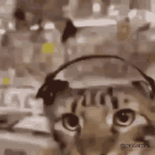 Cat Catdancing GIF - Cat Catdancing Cats GIFs