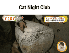nightclub cat