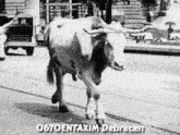a black and white photo of a cow with the words o67oentaxim debrecen on it